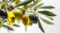 Olives Hanging From a Branch With Dripping Olive Oil