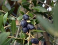 Olives hanging fresh from a tree