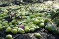 Olives Harvest