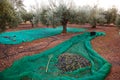 Olives harvest picking with net at Mediterranean Royalty Free Stock Photo