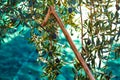 Olives harvest and picking sticks at Mediterranean Royalty Free Stock Photo