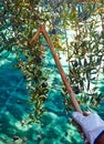 Olives harvest and picking sticks at Mediterranean Royalty Free Stock Photo