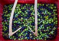 Olives harvest and picking sticks at Mediterranean Royalty Free Stock Photo