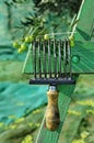 Olives harvesting