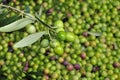 Olives harvesting