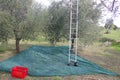 Olives harvesting in autumn