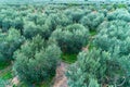 Olives harvesting in a field in Chalkidiki Royalty Free Stock Photo