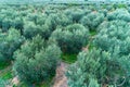 Olives harvesting in a field in Chalkidiki
