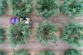 Olives harvesting in a field in Chalkidiki Royalty Free Stock Photo
