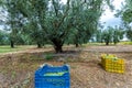 Olives harvesting in a field in Chalkidiki