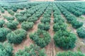 Olives harvesting in a field in Chalkidiki Royalty Free Stock Photo