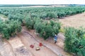 Olives harvesting in a field in Chalkidiki