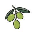 Green olives branch illustration on white background Royalty Free Stock Photo