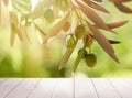 Olives with leaves on olive tree. Season nature image