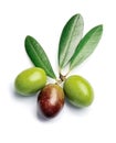 Olives with leaves