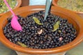 OLives in the market.