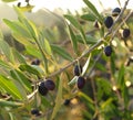 Black Olives in the early morning light on the tree  Tuscany Italy Royalty Free Stock Photo