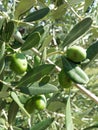 Olives