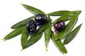 Olives and olive leaves