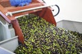 Olives for olive oil production