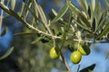 Olives on olive tree in autumn. Season nature image