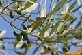 Olives in an olive tree Royalty Free Stock Photo