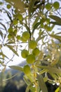 Olives on olive tree branch. Detail closeup of Green olives fruits with selective focus and shallow depth of field Royalty Free Stock Photo
