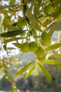 Olives on olive tree branch. Detail closeup of Green olives fruits with selective focus and shallow depth of field Royalty Free Stock Photo