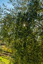 Olives on olive tree branch. Detail closeup of Green olives fruits with selective focus and shallow depth of field Royalty Free Stock Photo