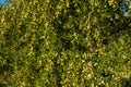 Olives on olive tree branch. Detail closeup of Green olives fruits with selective focus and shallow depth of field Royalty Free Stock Photo