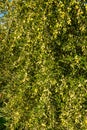 Olives on olive tree branch. Detail closeup of Green olives fruits with selective focus and shallow depth of field Royalty Free Stock Photo