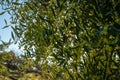 Olives on olive tree branch. Detail closeup of Green olives fruits with selective focus and shallow depth of field Royalty Free Stock Photo