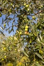 Olives on olive tree branch. Detail closeup of Green olives fruits with selective focus and shallow depth of field Royalty Free Stock Photo