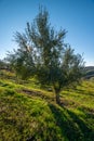 Olives on olive tree branch. Detail closeup of Green olives fruits with selective focus and shallow depth of field Royalty Free Stock Photo