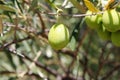 Olives on olive tree branch in Attica, Greece