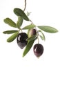 Olives oozing olive oil Royalty Free Stock Photo