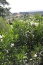 Olives Orchard Panorama from Medieval San Gimignano town. Tuscany region. Italy Royalty Free Stock Photo