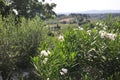 Olives Orchard Panorama from Medieval San Gimignano town. Tuscany region. Italy Royalty Free Stock Photo