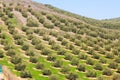 Olives plant Royalty Free Stock Photo