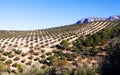 Olives plant at fields in Andalusia, Spain Royalty Free Stock Photo