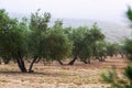 Olives plant in winter day Royalty Free Stock Photo