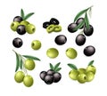 Olives set. Green and black fresh, pitted, slices and whole olive berries on branch isolated Royalty Free Stock Photo