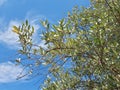 Olive leaves on a blue sky, typical Italian tree Royalty Free Stock Photo