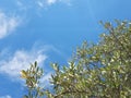 Olive leaves on a blue sky, typical Italian tree Royalty Free Stock Photo