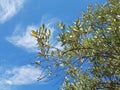 Olive leaves on a blue sky, typical Italian tree Royalty Free Stock Photo