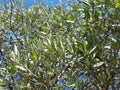 Olive leaves on a blue sky, typical Italian tree Royalty Free Stock Photo