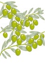 Olives on tree