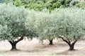 Olives tree field in Greece, Halkidiki, Mediterranean landscape