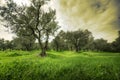 Olives tree in a green field and dramatic sky