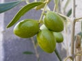 Olives in Tree - green